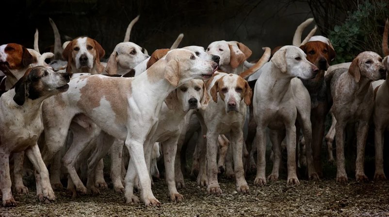 Os 26 nomes de cachorros mais usados ou quase HQs Café