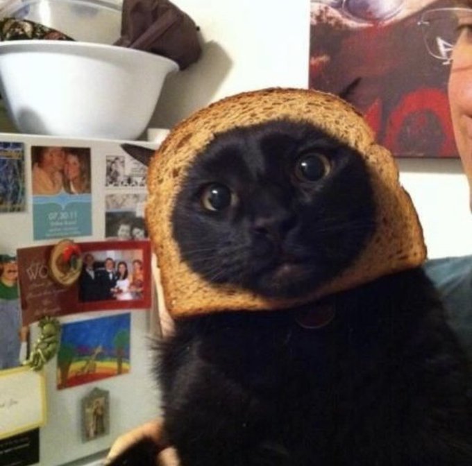 Кот с хлебом на голове
